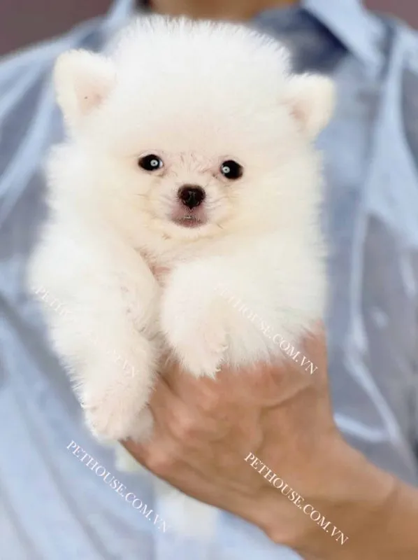 Chó Poodle Teacup trắng, minh họa sự đa dạng giống chó cảnh tại cửa hàng thú cưng