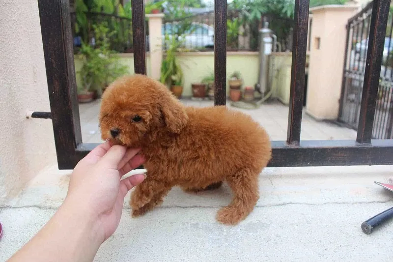 Chó Poodle Tiny màu nâu đỏ đang ngồi trên thảm cỏ, nhìn về phía trước
