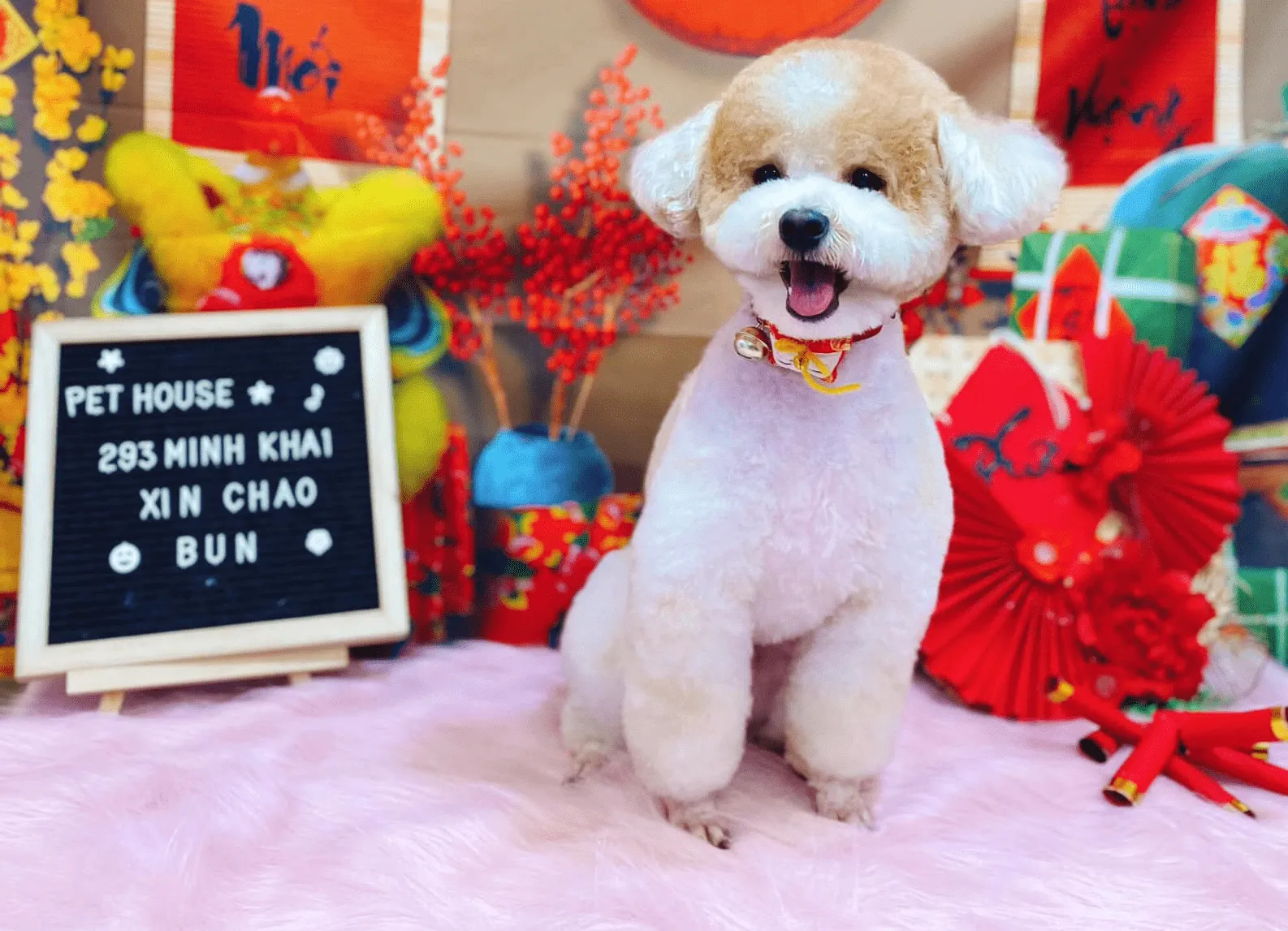Chó Poodle Tiny trưởng thành được chăm sóc lông chuyên nghiệp, thể hiện vẻ ngoài khỏe mạnh.