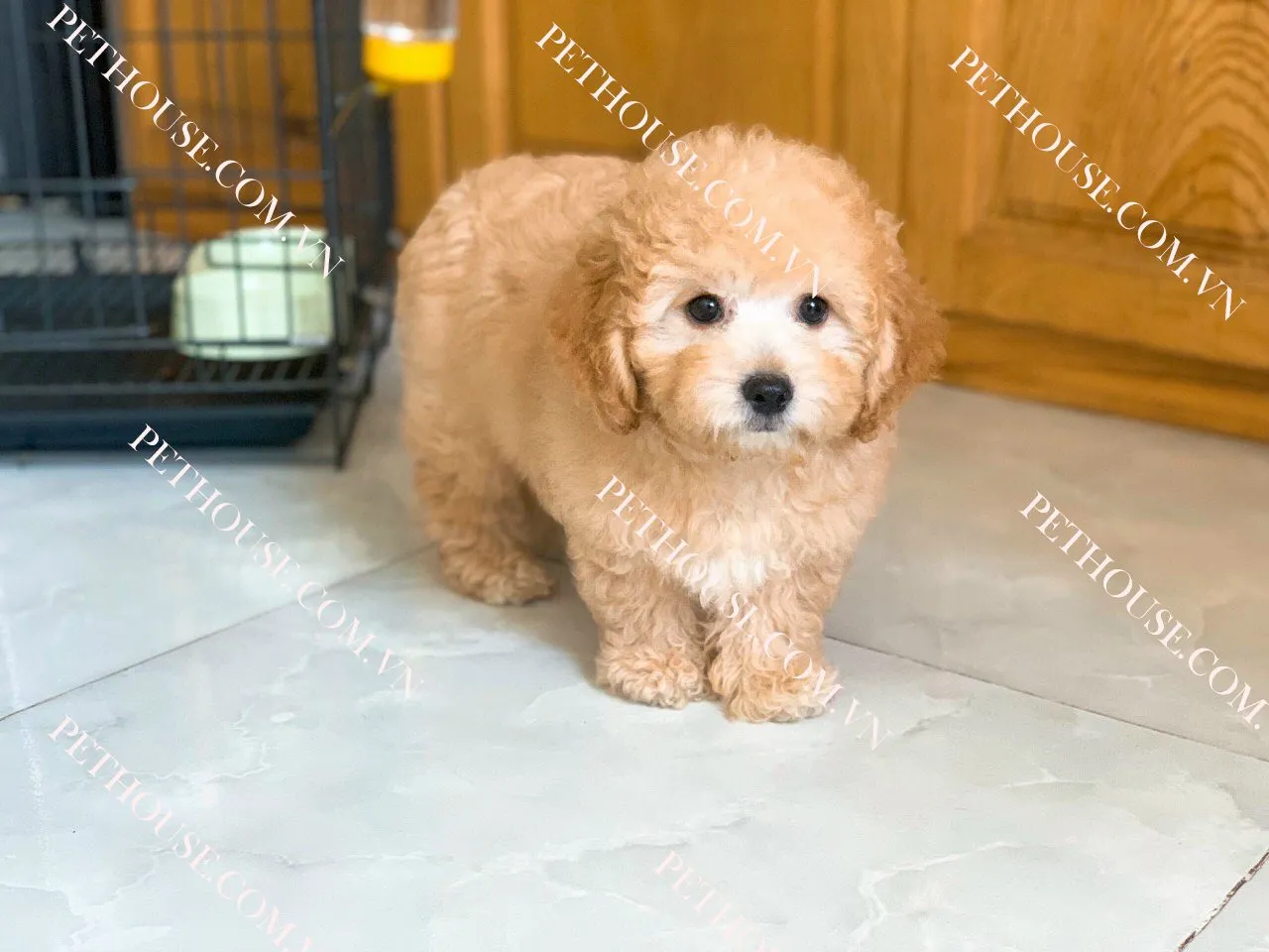 Chó Poodle Toy màu vàng mơ, minh họa sự đa dạng về màu sắc của giống chó Poodle kích thước nhỏ.