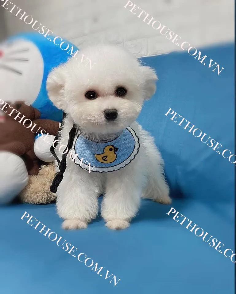 Chó Poodle trắng 2 tháng tuổi, minh họa giai đoạn phát triển đầu đời của chó poodle tiny cup.