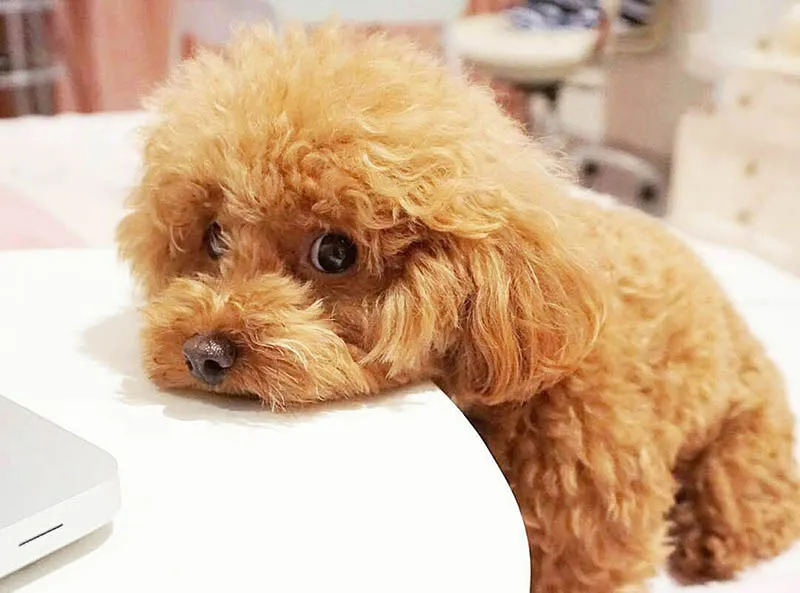 Chó Poodle trưởng thành màu nâu đỏ, bộ lông xoăn tít, bồng bềnh, đạt chuẩn giống