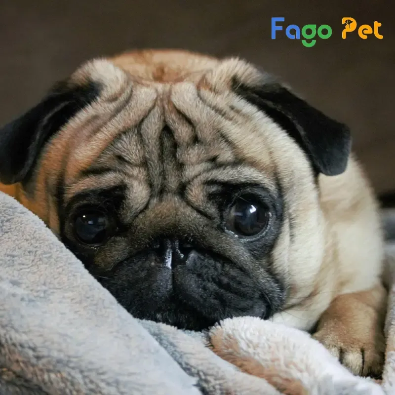 Chó Pug mặt xệ điển hình, tương phản với American Bully