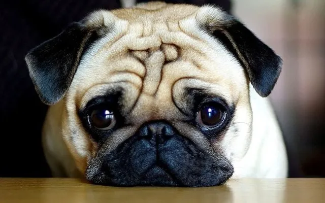 Chó Pug thường có biểu cảm đáng yêu và thân thiện, dễ dàng hòa đồng với mọi người