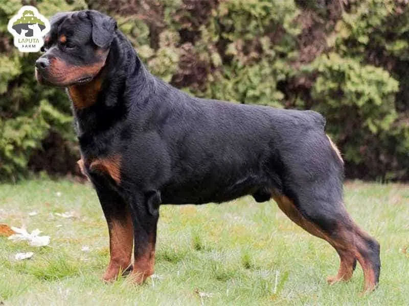 Chó Rottweiler thuần chủng giá bao nhiêu là thắc mắc của nhiều người yêu thú cưng