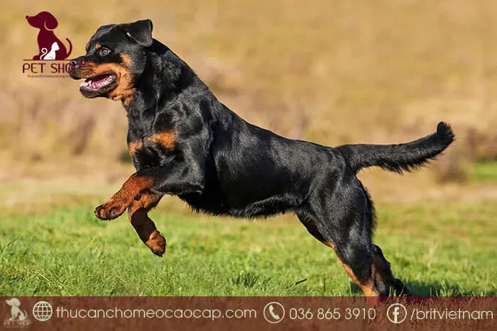 Những lưu ý quan trọng về sức khỏe khi tìm hiểu chó Rottweiler thuần chủng giá bao nhiêu