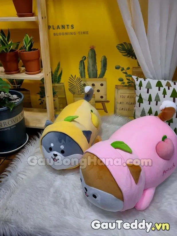 Chó Shiba CosPlay Nằm