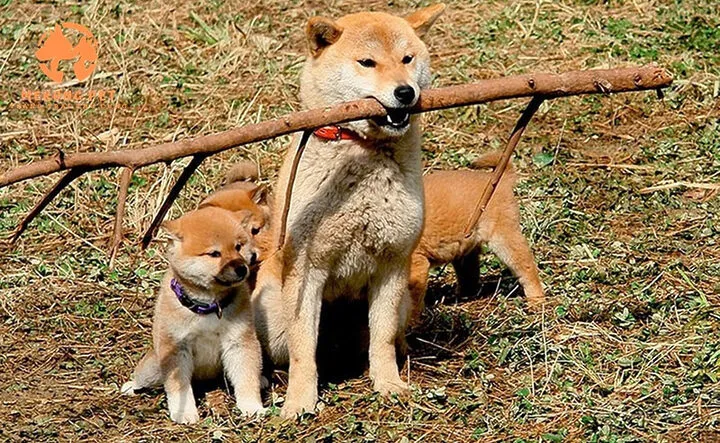 Hướng Dẫn Chi Tiết A-Z Về Quy Trình Chăm Sóc Và Đỡ Đẻ Cho Chó Phốc Đẻ Như Thế Nào