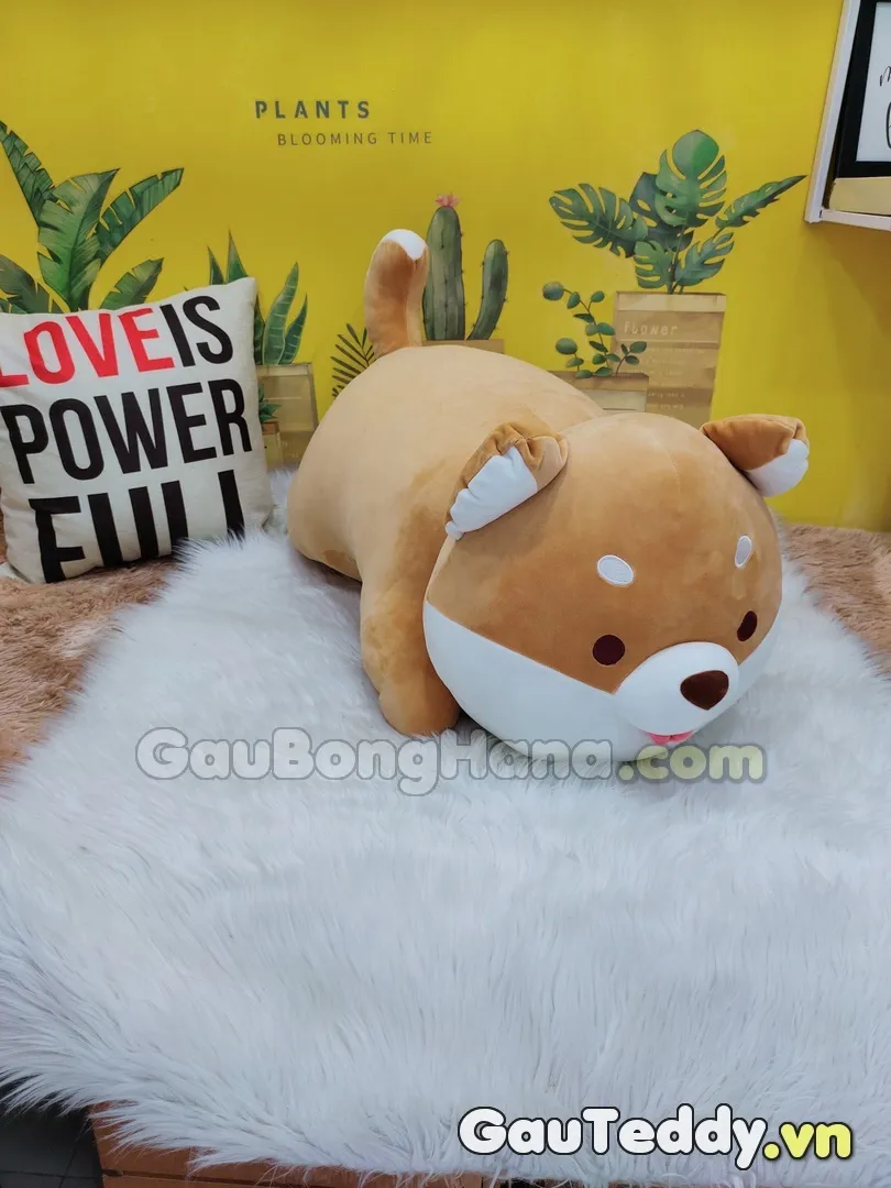 Chó Shiba Lè Lưỡi