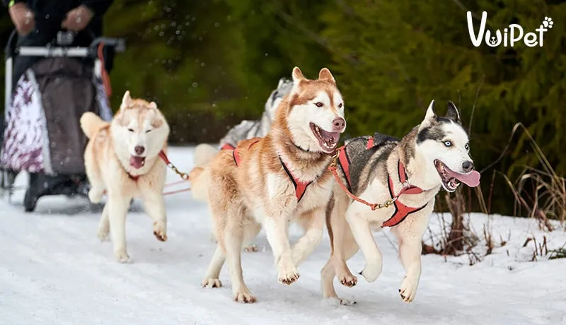 Chó Siberian Husky rất giỏi trượt tuyết và chạy đua