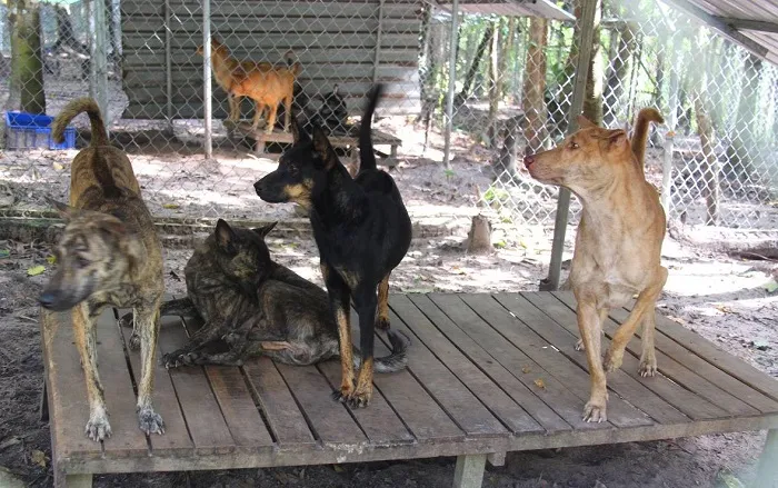 Chó xoáy có tập tính khác hoàn toàn so với những giống chó khác