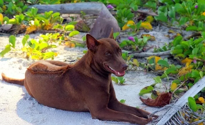 Chó xoáy Phú Quốc là một trong 4 loài chó được xếp hạng quốc khuyển