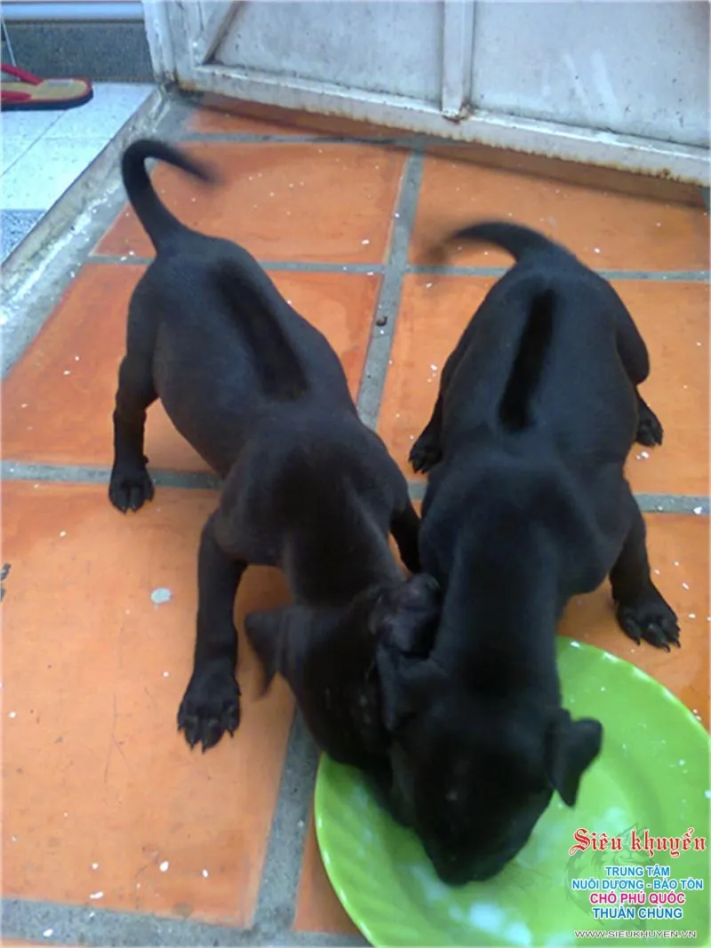 Chó xoáy Phú Quốc trưởng thành có bộ lông vằn và dải xoáy đặc trưng trên lưng