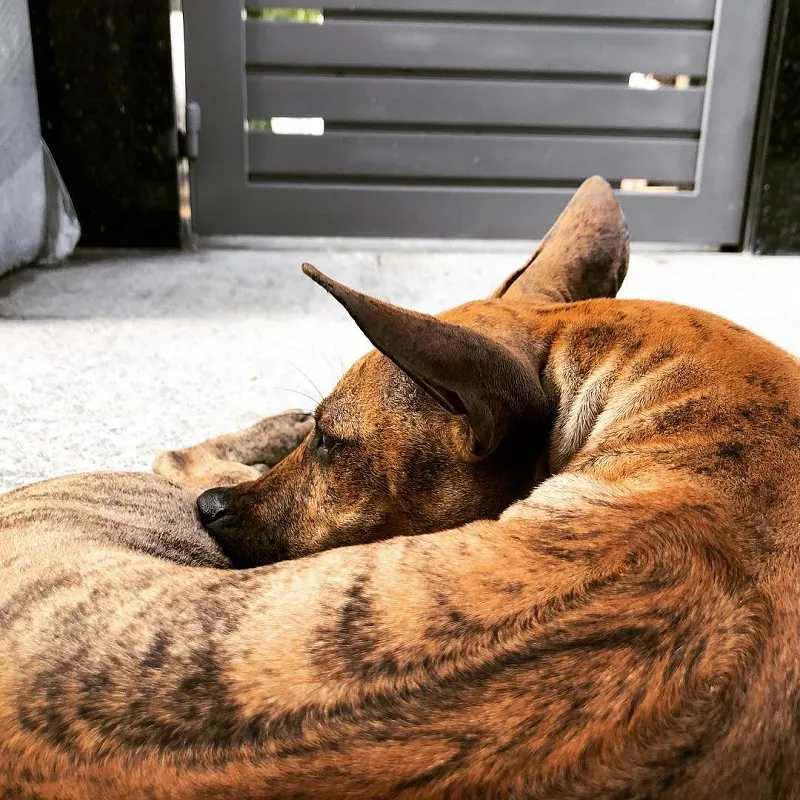 Chó xoáy Thái lai Phú Quốc giữ đặc điểm xoáy lưng và ngoại hình tương đồng