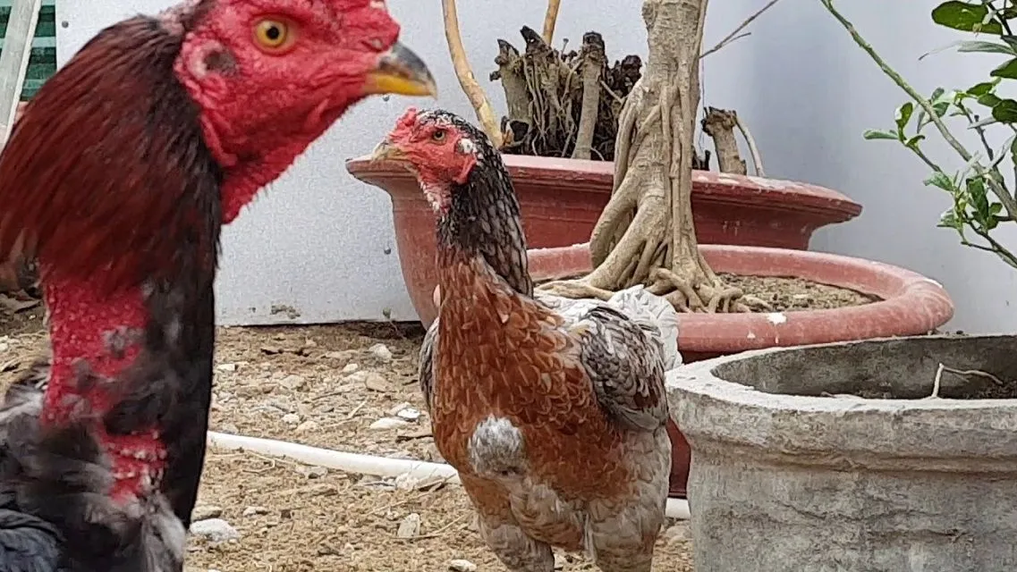 Chọn lọc gà mái thuần chủng có gen di truyền tốt để nhân giống chiến kê mạnh mẽ.