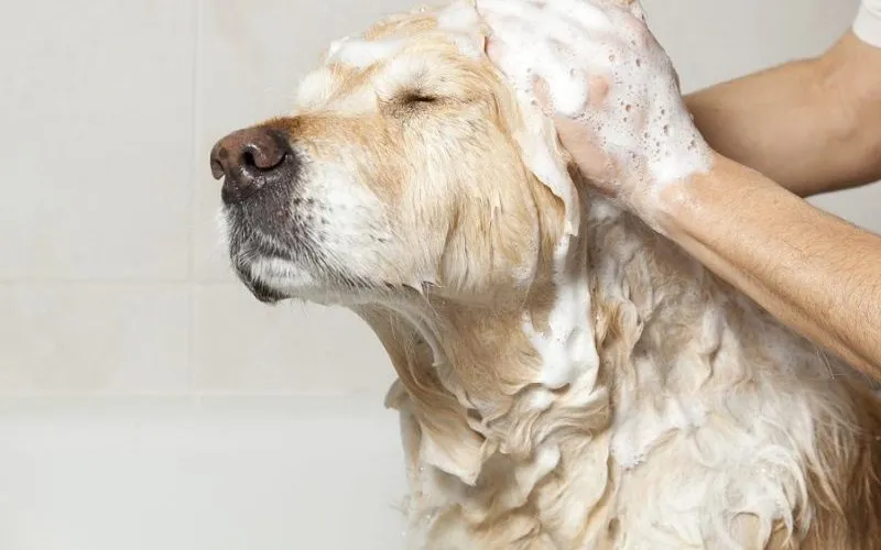 Chọn sữa tắm phù hợp