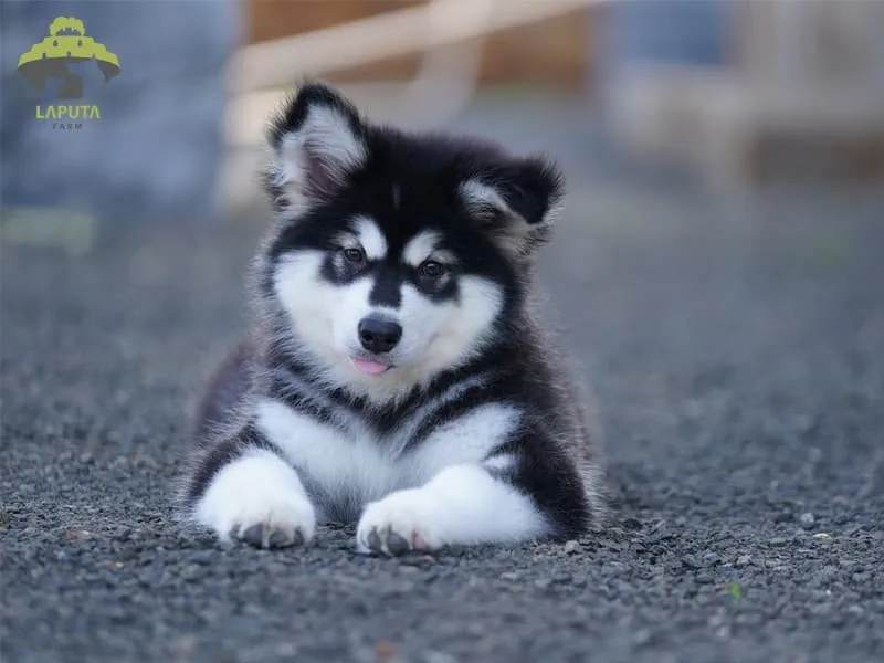 Chú chó Alaska con đang ăn thức ăn trong giai đoạn phát triển