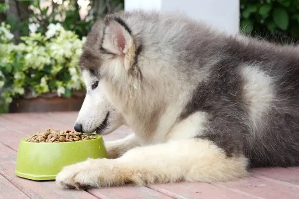 Chú chó Alaska con đang nằm trên thảm, hình ảnh của sự thoải mái và an toàn