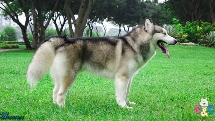 Chú chó Alaska con màu nâu đỏ, lông xù đang chạy nhảy trên thảm cỏ xanh, thể hiện sự vui vẻ và khỏe mạnh