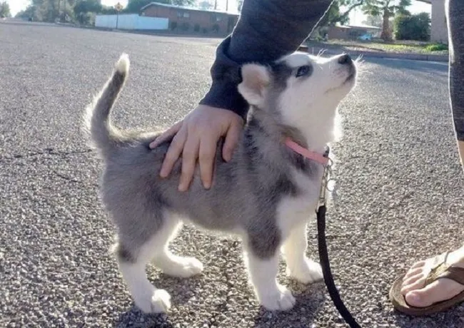 Chú chó Alaska đang nằm nghỉ, minh họa cho việc chăm sóc chó cảnh này cần sự kiên nhẫn và chế độ ăn uống phù hợp