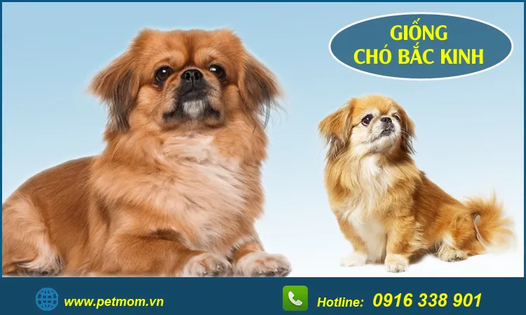 Chú chó Bắc Kinh nằm trên ghế, thể hiện rõ đôi mắt to tròn và bộ lông xù