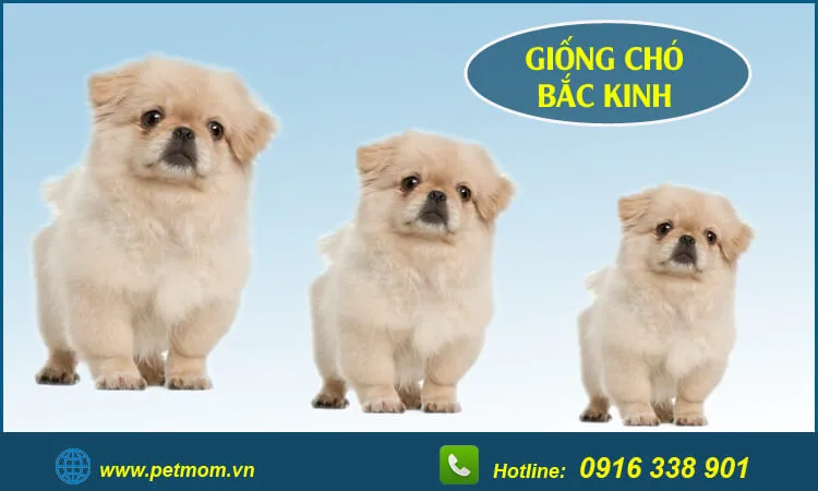 Chú chó Bắc Kinh ngồi trong vườn, thân hình mập mạp và bộ lông dài xù