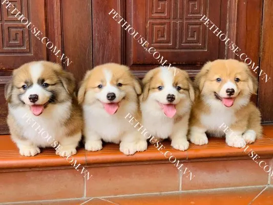Chú chó Corgi chân lùn đang chạy trên bãi cỏ, thể hiện nhu cầu vận động cao của giống chó này