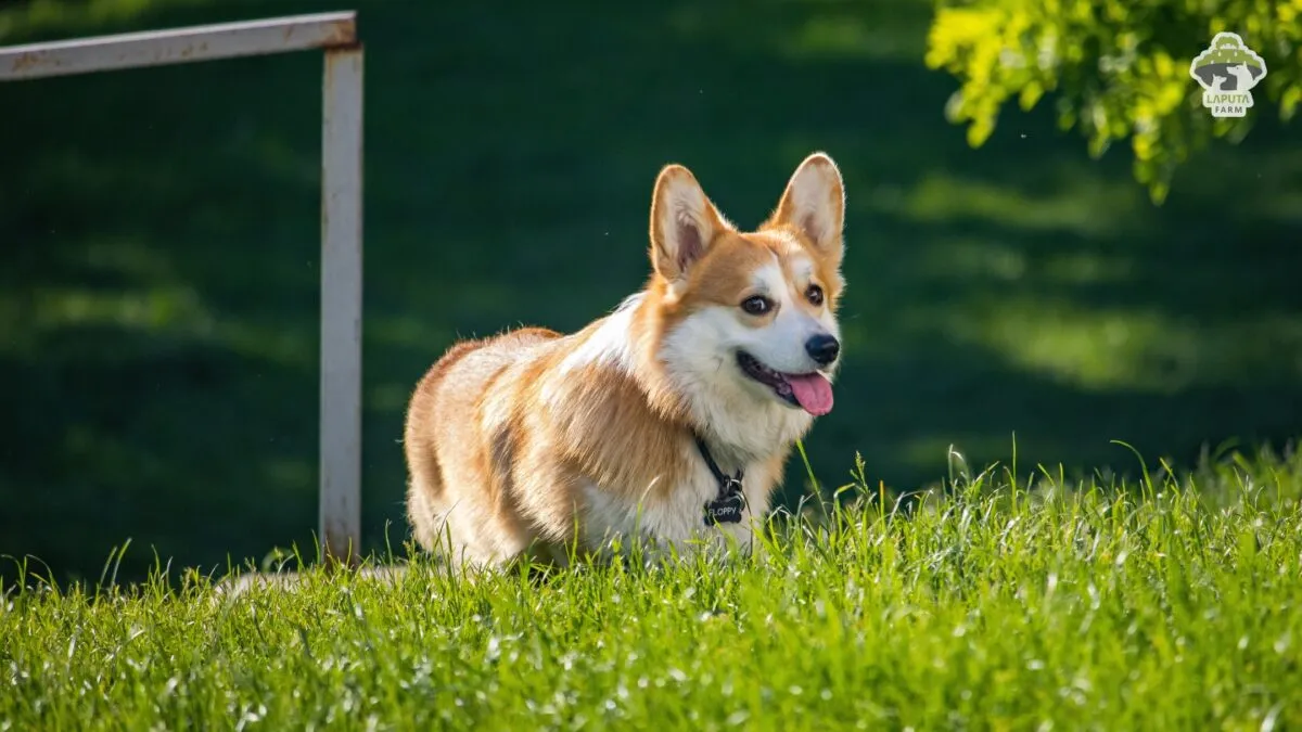 chú chó corgi đang được tắm rửa trong bồn nhỏ