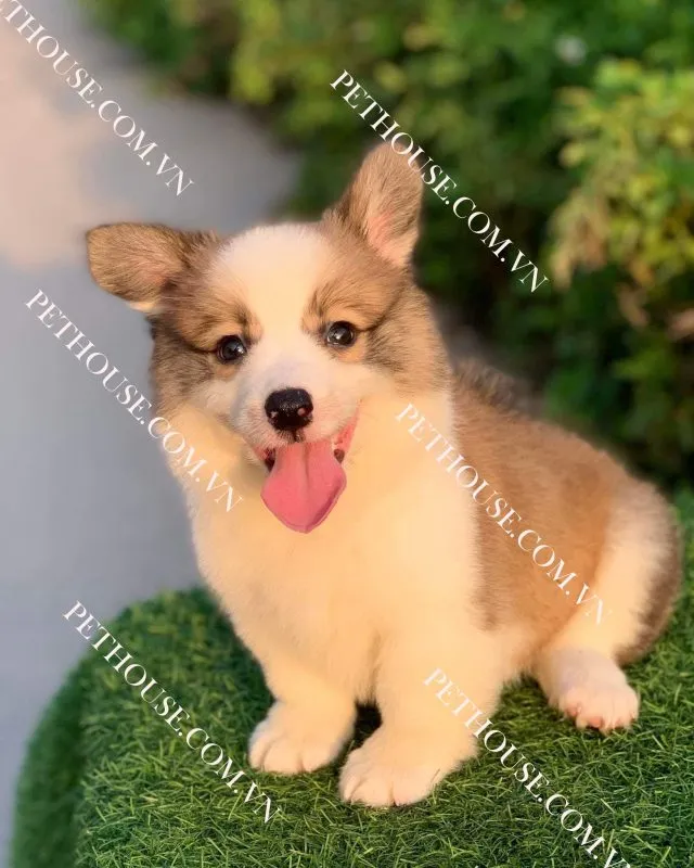 Chú chó Corgi đứng trên cỏ xanh, thể hiện sự năng động và hoạt bát của giống chó chân ngắn