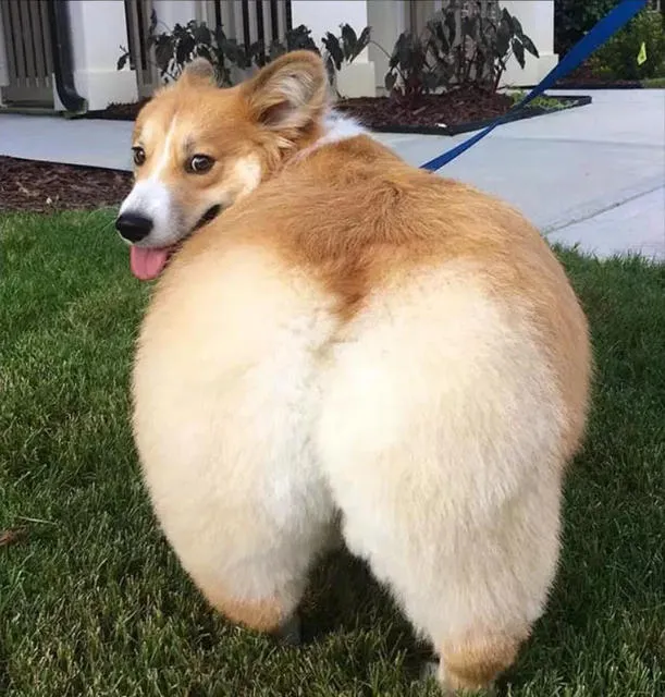 Chú chó Corgi màu vàng trắng tự tin khoe dáng với bờ mông đùi gà được tỉa gọn