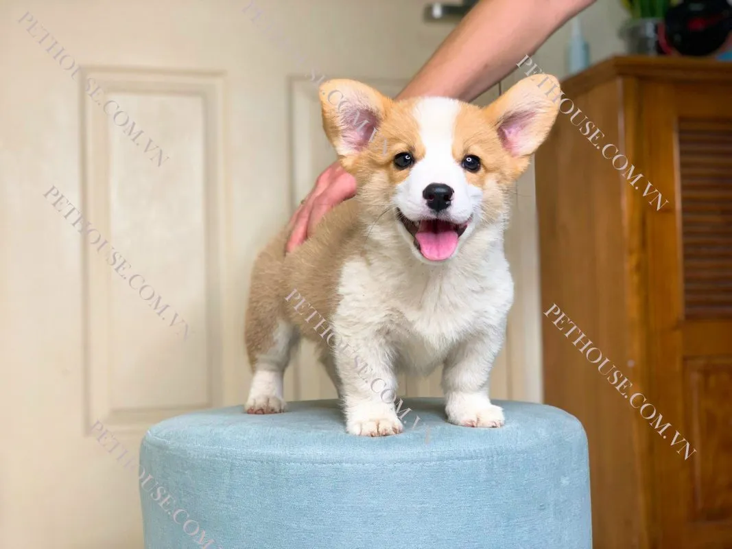 Chú chó Corgi tai dựng đứng đang ngồi ngoan ngoãn, biểu cảm thông minh, thích hợp làm thú cưng gia đình