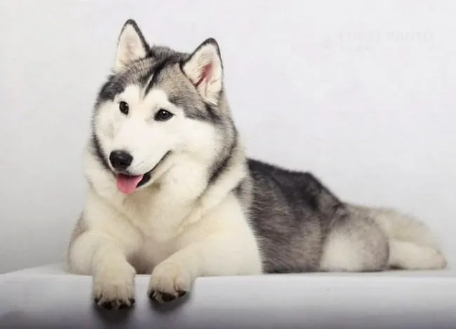 Chú chó Husky Siberia trưởng thành với bộ lông dày và màu mắt xanh băng giá, minh họa cho tiêu chuẩn thuần chủng.