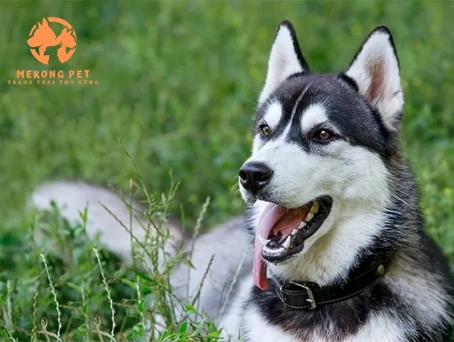 Chú chó Husky trưởng thành có bộ lông dày màu đen trắng, thể hiện sự khỏe mạnh và thuần chủng
