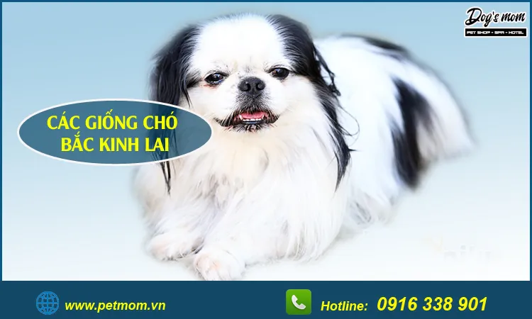 Chú chó lai có bộ lông pha trộn màu sắc, vẻ ngoài thu hút