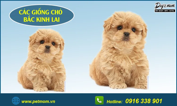 Chú chó lai Poodle và Bắc Kinh với bộ lông xù màu vàng, đang đứng trên nền nhà