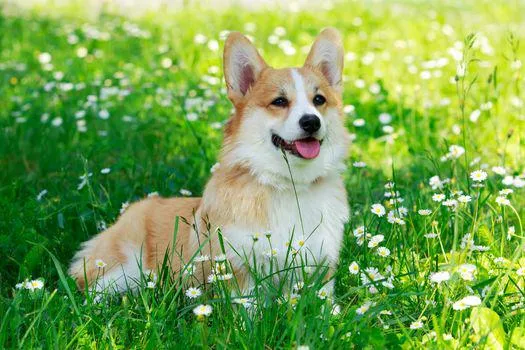 Chú chó Pembroke Welsh Corgi với bộ lông Red &amp; White đang chạy
