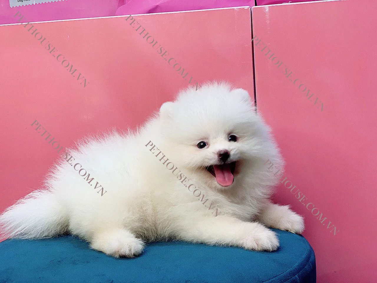 Chú chó Phốc Sóc mini 2 tháng tuổi lanh lợi và khỏe mạnh