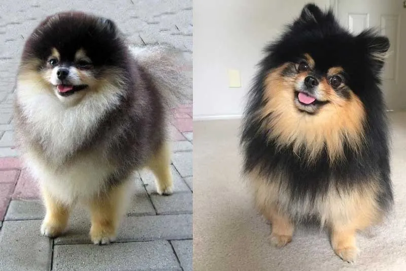 Chú chó Phốc Sóc nhỏ nhắn với bộ lông dày và mượt mà