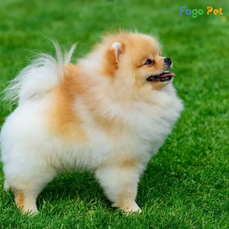 Chú chó Phốc Sóc Pomeranian trưởng thành với bộ lông dày cần cách huấn luyện chó phốc sóc phù hợp.