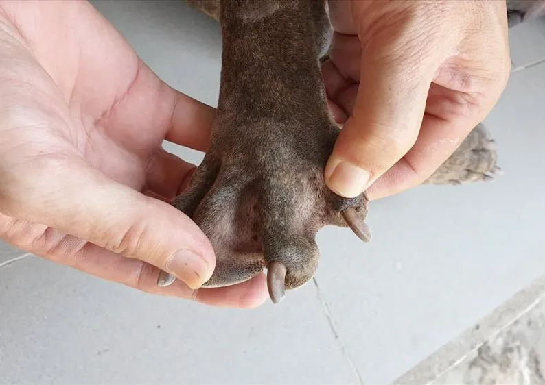 Chú chó Phú Quốc đang bơi lội dưới nước