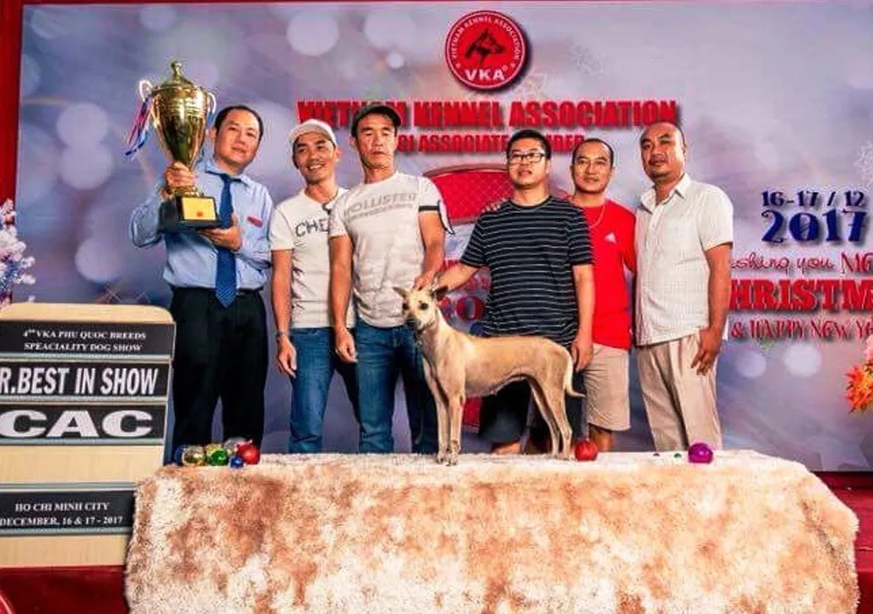 Chú chó Phú Quốc tinh khôn đạt giải nhì Dog Show cùng chủ nhân