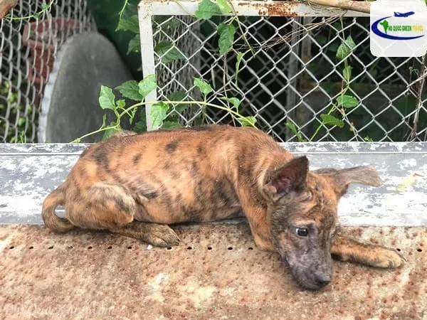 Chú chó Phú Quốc trưởng thành đang đứng vững chãi trên mặt đất, thể hiện sức khỏe dồi dào