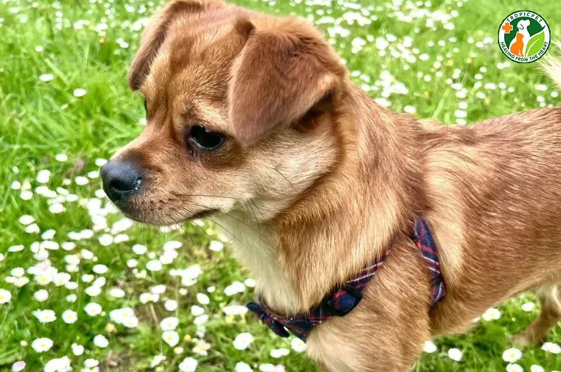 Chú chó Pom-a-Pug có khuôn mặt tịt và bộ lông mềm mại đặc trưng của Phốc Lai Pug