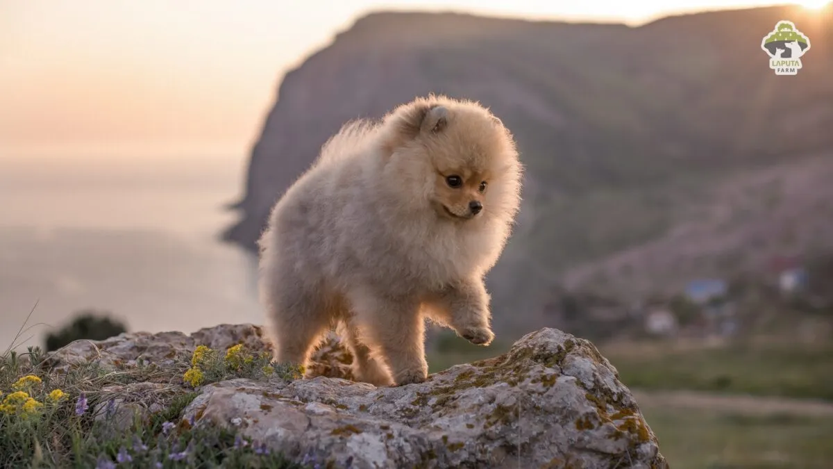 Chú chó Pomeranian đang tận hưởng bữa ăn, minh họa tầm quan trọng của dinh dưỡng trong việc chăm sóc