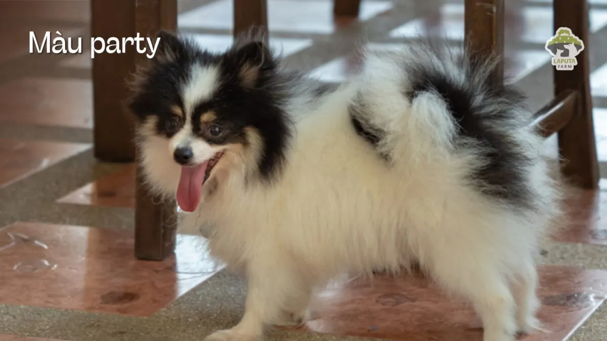 Chú chó Pomeranian màu Party, với các mảng màu trắng và đen phân bố ngẫu nhiên