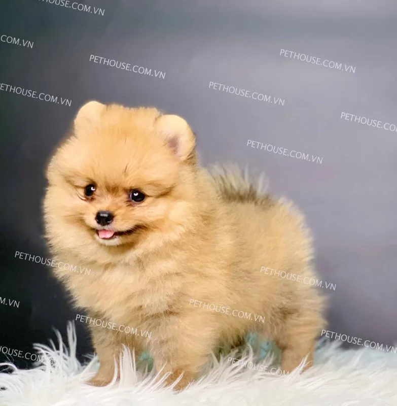 Chú chó Pomeranian màu vàng nằm trên thảm, biểu hiện sự đáng yêu của giống chó này