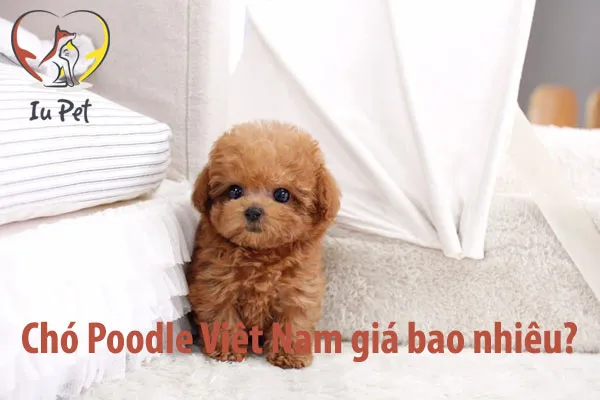 Chú chó Poodle màu trắng đang được chăm sóc cẩn thận trong một môi trường sạch sẽ