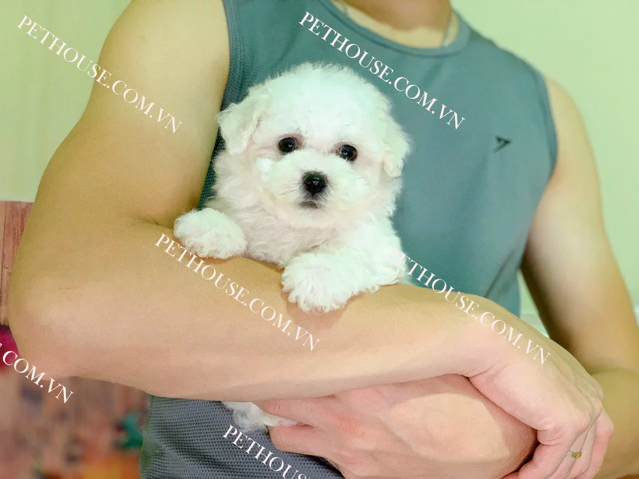 Chú chó Poodle thu hút ánh nhìn với đôi mắt long lanh