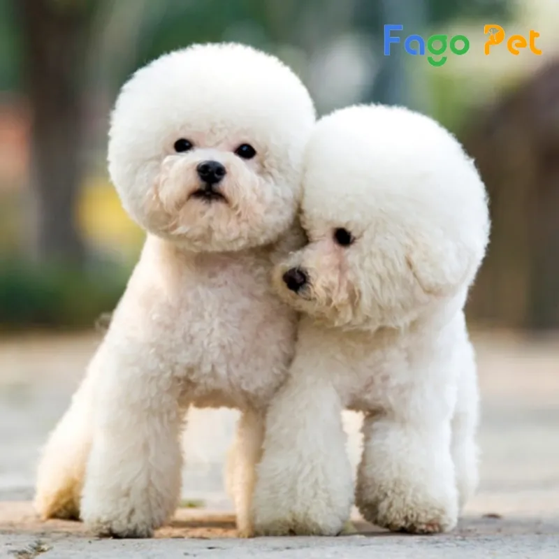 Chú chó Poodle trắng trưởng thành với bộ lông xoăn quý phái, thể hiện sự thuần chủng và vẻ ngoài tinh tế.