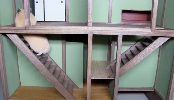 Chú chuột hamster đang khám phá ngôi nhà mini có thiết kế cầu thang và tường nhà truyền thống Nhật Bản.